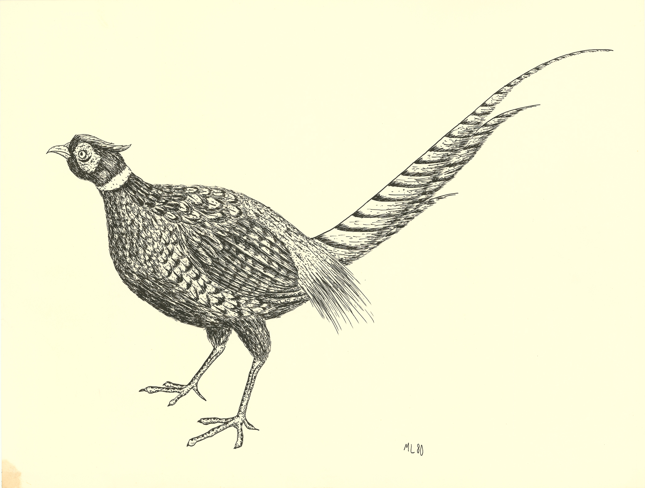 <i>Pheasant</i><br>Ink on paper<br>18 X 24 Inches<br>October - 1980<br>